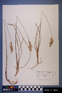 Anthoxanthum nitens image